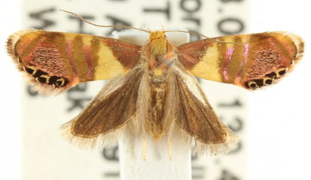 Eupselia callidyas