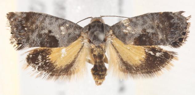 Eupselia carpocapsella