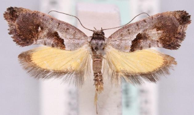 Eupselia holoxantha