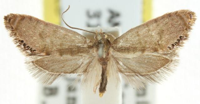 Eupselia melanostrepta