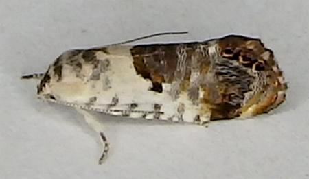 Eupselia metabola