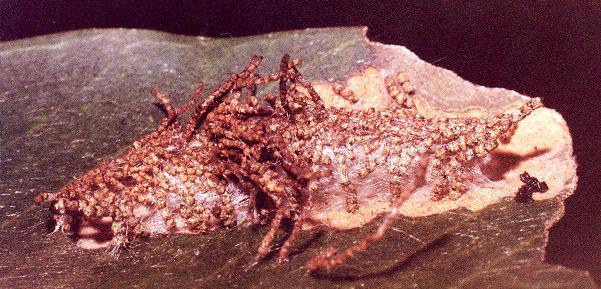 Hypertropha tortriciformis