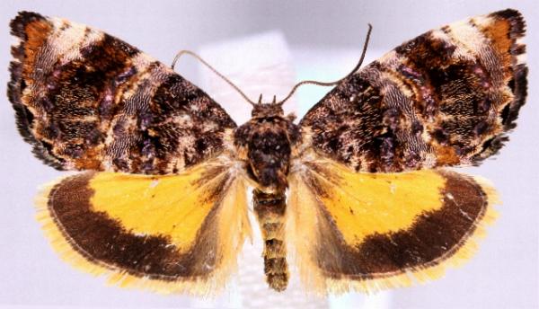 Hypertropha tortriciformis