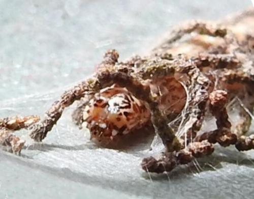 Hypertropha tortriciformis