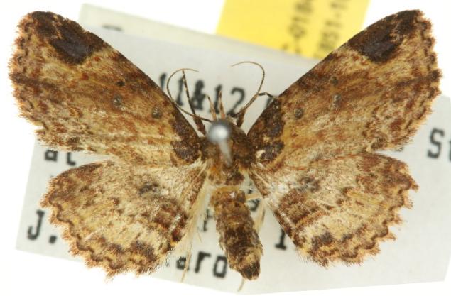 Paonidia anthracias