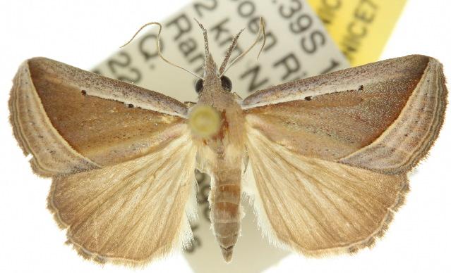 Hypena conscitalis
