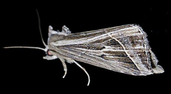 Lophotoma diagrapha