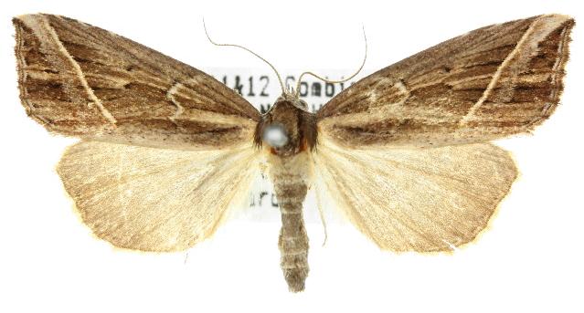 Lophotoma diagrapha