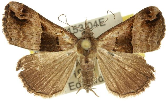 Hypena gonospilalis