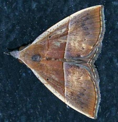Hypena gypsospila