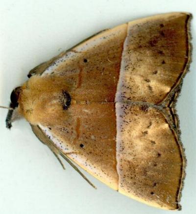 Hypena gypsospila