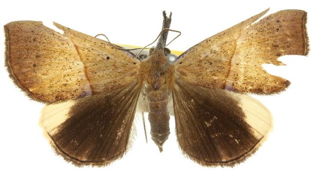 Hypena gypsospila