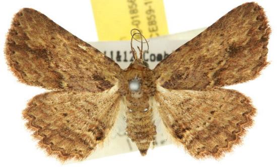 Artigisa impropria