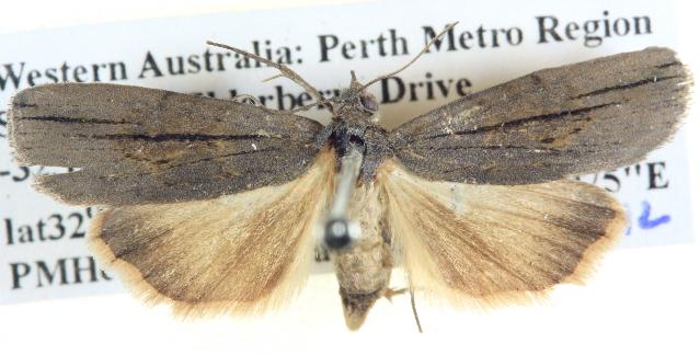 Calathusa ischnodes