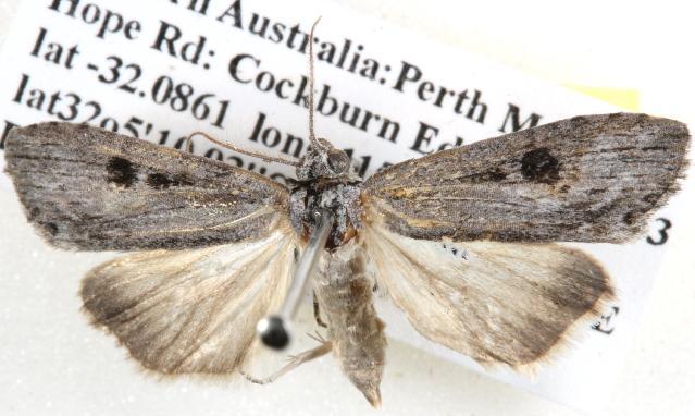 Calathusa ischnodes