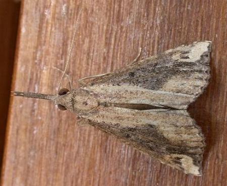 Hypena labatalis