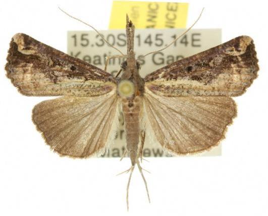 Hypena labatalis