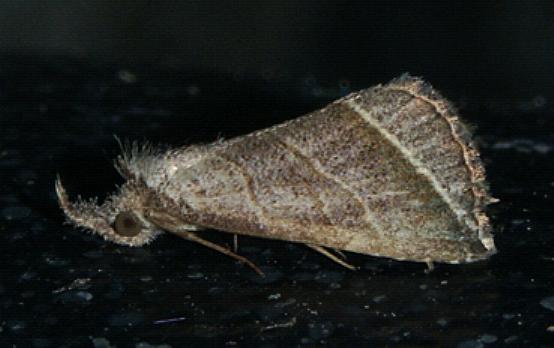 Lysimelia lenis