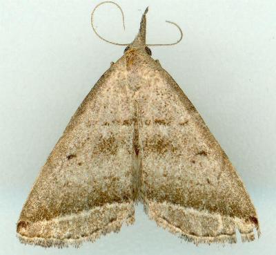Lysimelia lenis