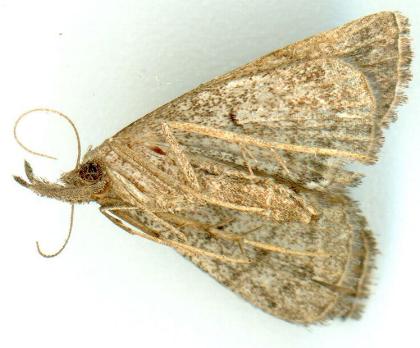 Lysimelia lenis