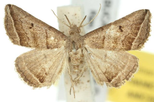 Lysimelia lenis