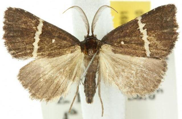Elaphristis leucochorda