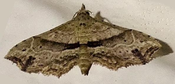 Hypenagonia mesoscia