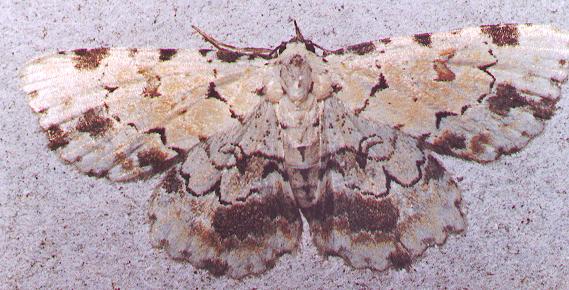 Sandava scitisignata
