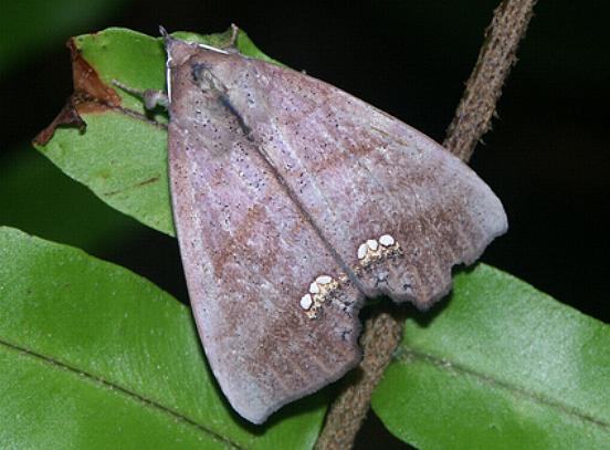 Hyperlopha aridela