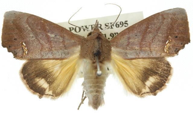 Hyperlopha aridela