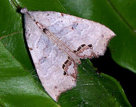 Hyperlopha cristifera