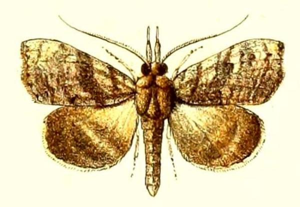 Hyperlopha cristifera
