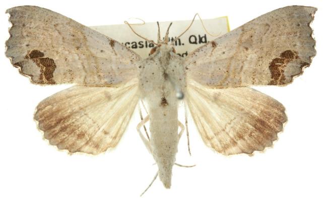 Hyperlopha cristifera