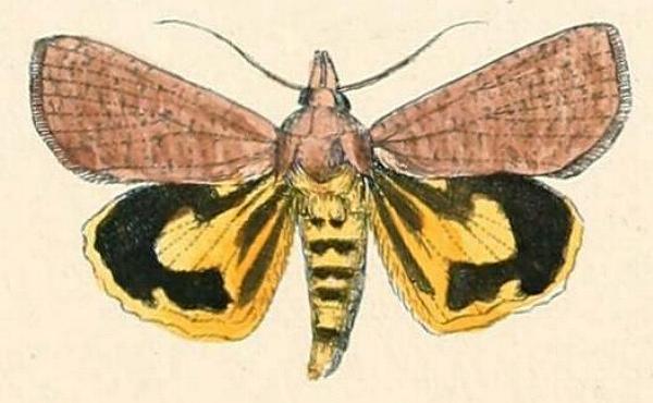 Hypocala guttiventris