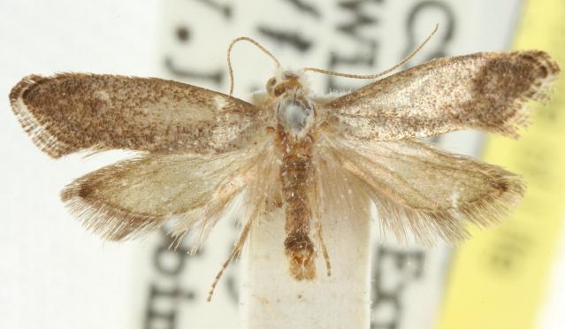 Tinea monophthalma