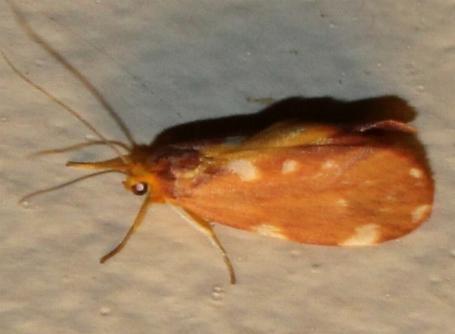 Lactura caminaea