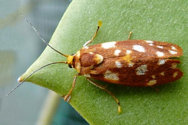 Lactura pilcheri