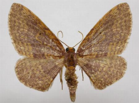 Poecilasthena anthodes
