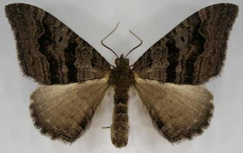 Xanthorhoe anthracinata