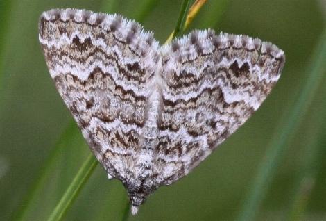 Chrysolarentia argocyma