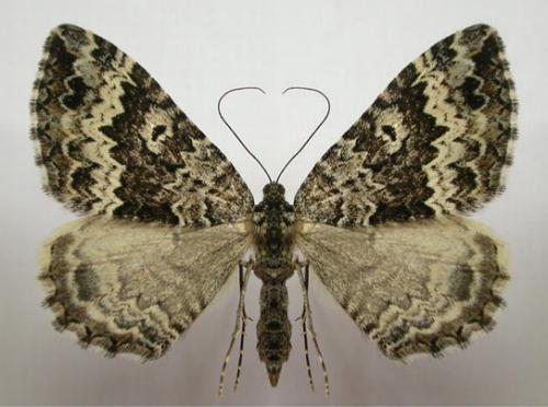 Chrysolarentia argocyma