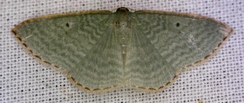 Poecilasthena balioloma