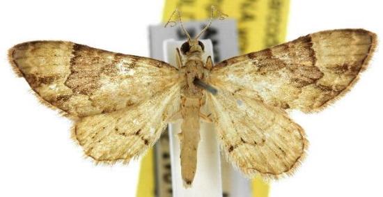 Gymnoscelis callichlora