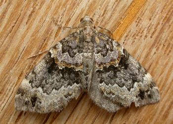 Chaetolopha decipiens