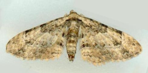 Gymnoscelis delocyma