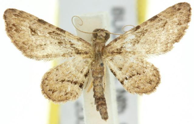 Gymnoscelis delocyma