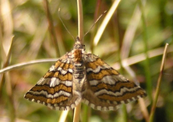 Melitulias discophora