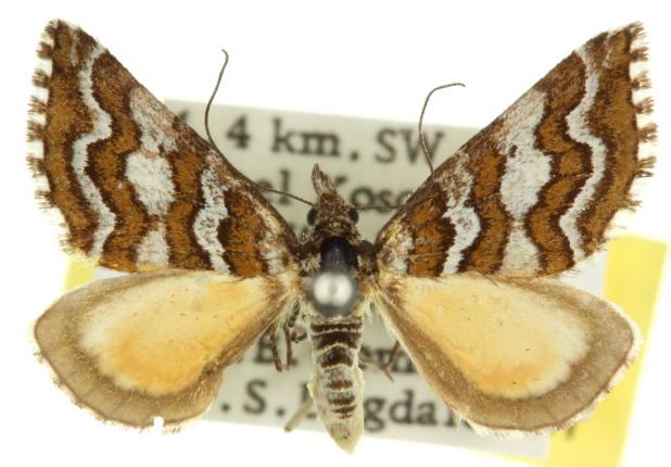 Melitulias discophora