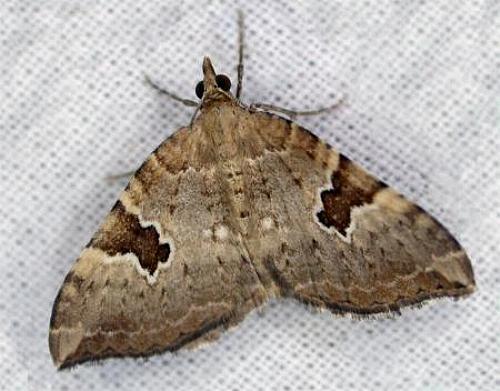 Chrysolarentia epicteta