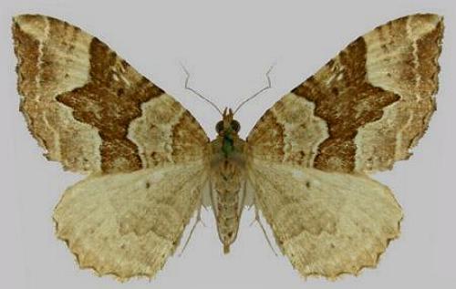 Chrysolarentia epicteta